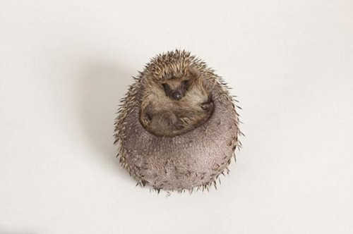 Ӣ����⬳Գ��ֶգ���ǿ�Ƽ��������ȷ���