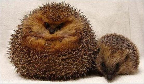 Ӣ����⬳Գ��ֶգ���ǿ�Ƽ��������ȷ���